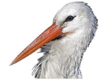 Natura Algarve Ecoturismo