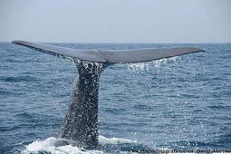 Whale Watch Tarifa