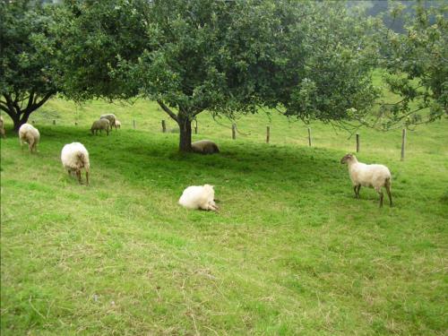 Agroturismo Zelaikoa Agroturismo Zelaikoa