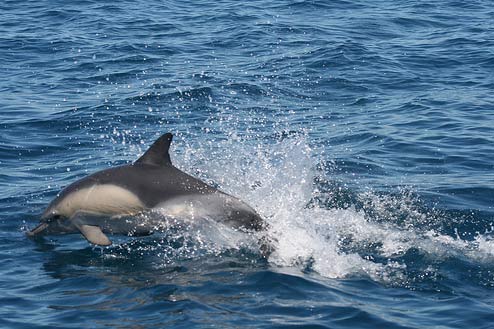 Natura Algarve Ecoturismo