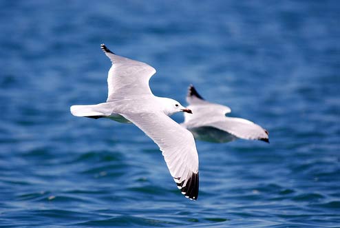 Natura Algarve Ecoturismo