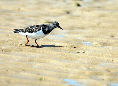 Natura Algarve Ecoturismo