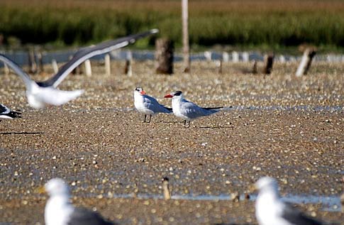 Natura Algarve Ecoturismo