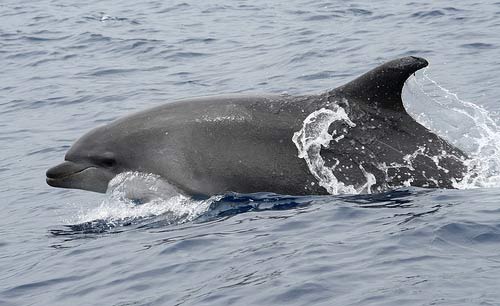 Natura Algarve Ecoturismo