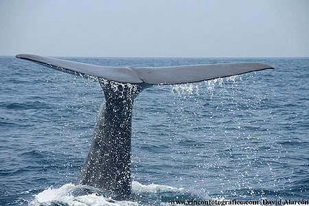 Whale Watch Tarifa