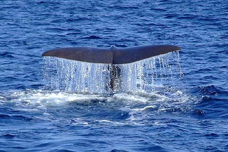 Whale Watch Tarifa