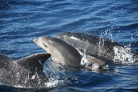 Whale Watch Tarifa