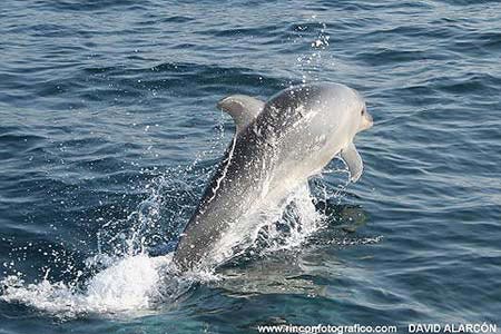 Whale Watch Tarifa