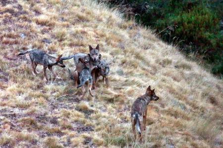 SAFARI LOBOS