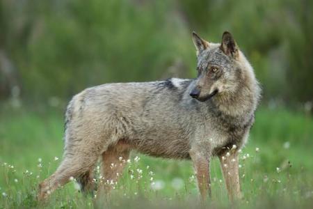 LOBOS