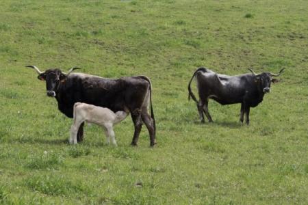 Vacas Tudancas de Rionansa.