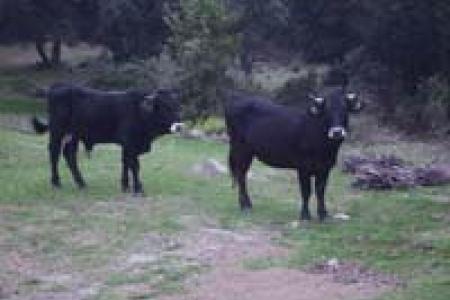 Vaca de la Albera, raza autóctona