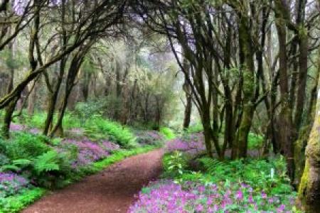 Parque Nacional de Garajonay, La Gomera.