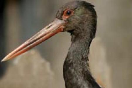 Cigüeña negra (Ciconia nigra)