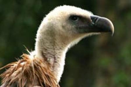 Buitre Leonado (Gyps fulvus) Buitre Leonado (Gyps fulvus)