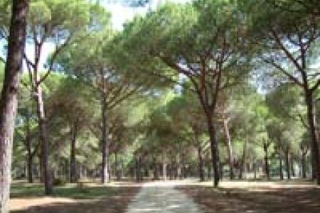 Area recreativa Pinar del Rey