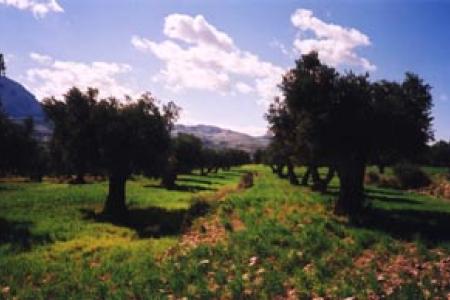 Bancales de Olivos Bancales de Olivos
