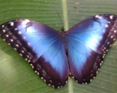Mariposario Metamorfósis