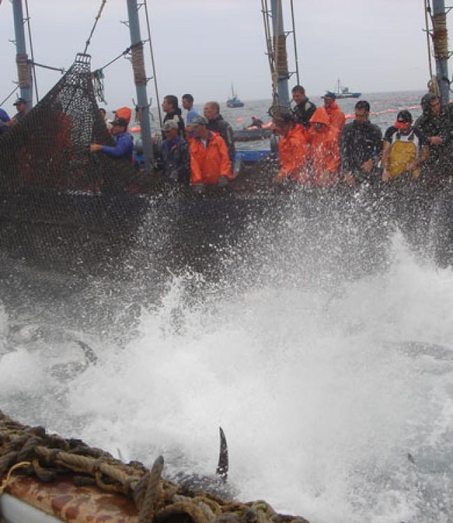 Levantá en la almadraba de Conil en 2006