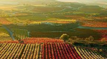 Viñas en otoño en La Rioja // Crédito: imasgal