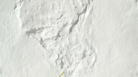 Mercado del Queso Artesano de Aracena