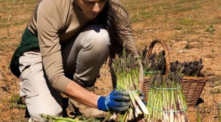 XXIV Feria del Espárrago y Agricultura Ecológica 