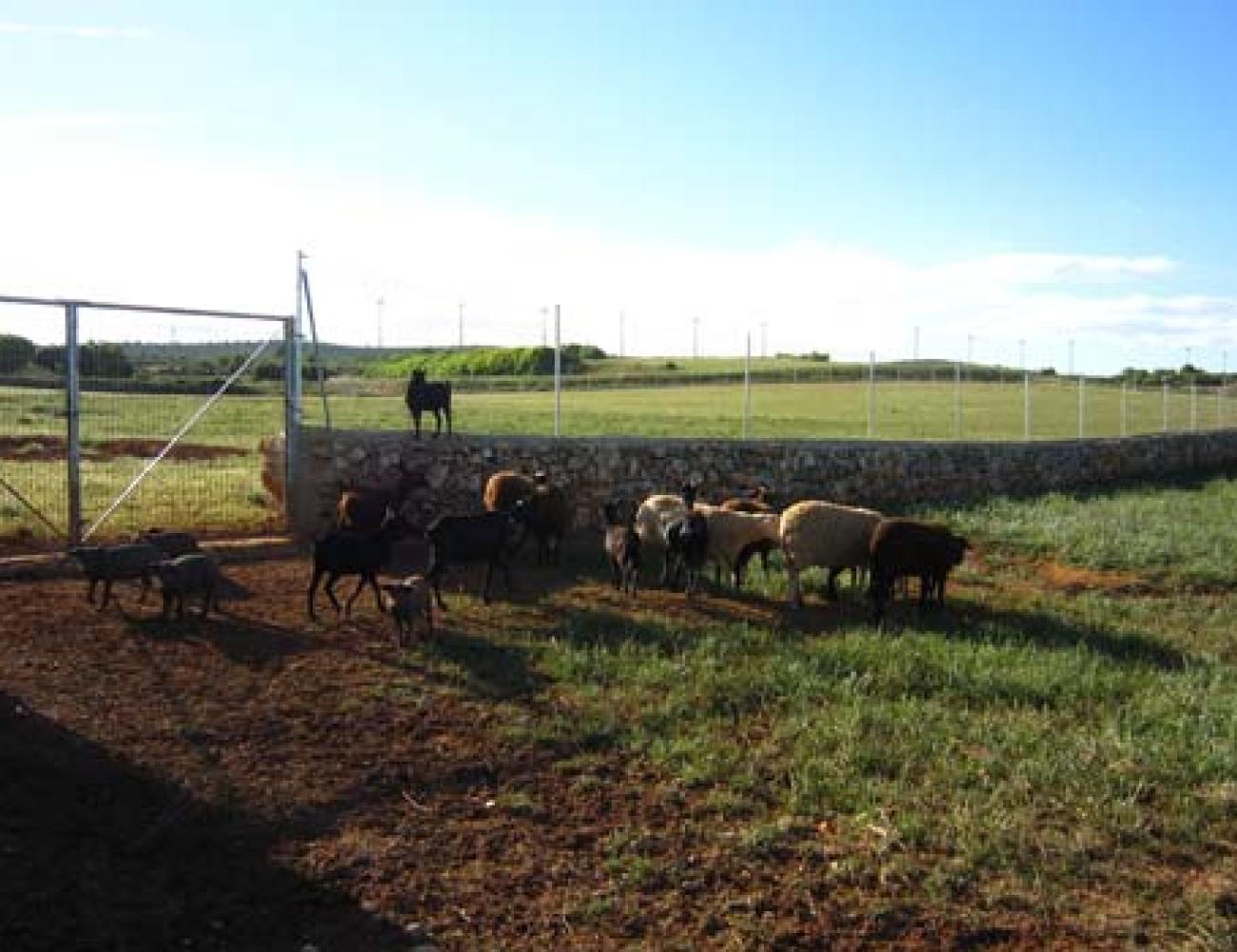 Club Ecológico Cuesta de Patas Club Ecológico Cuesta de Patas